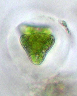 Staurastrum groenbladii